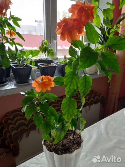 Комнатные цветы