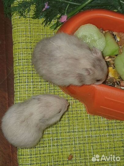 Сирийские И джунгарские хомячки 3 недельки возраст