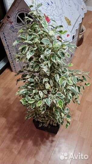 Фикус бенджамина большой
