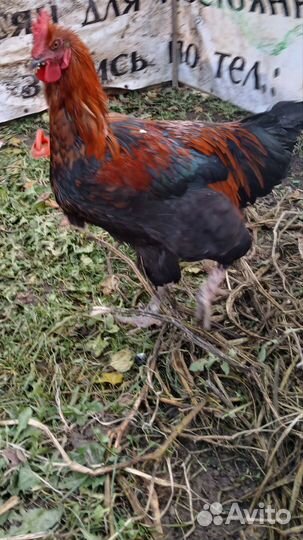Продам петуха