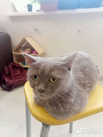Кошки в добрые руки