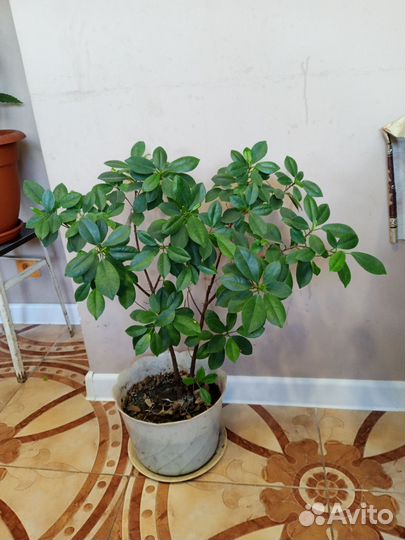 Фикус мокламе