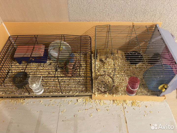 Хомяки джунгарики