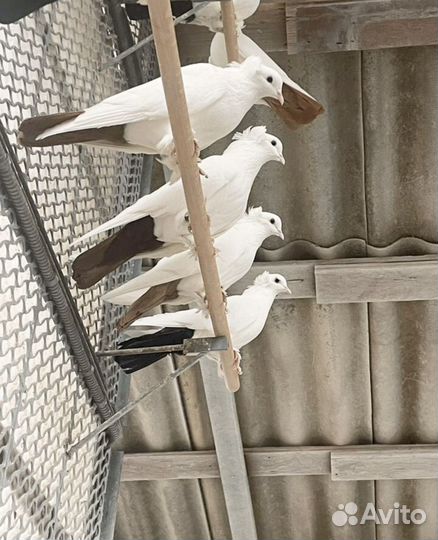 Голуби бакинцы