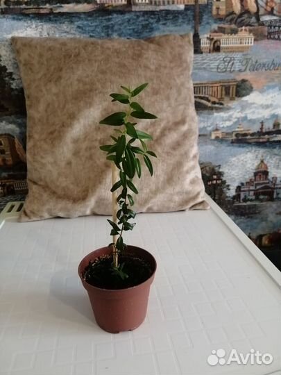 Комнатные цветы мирт