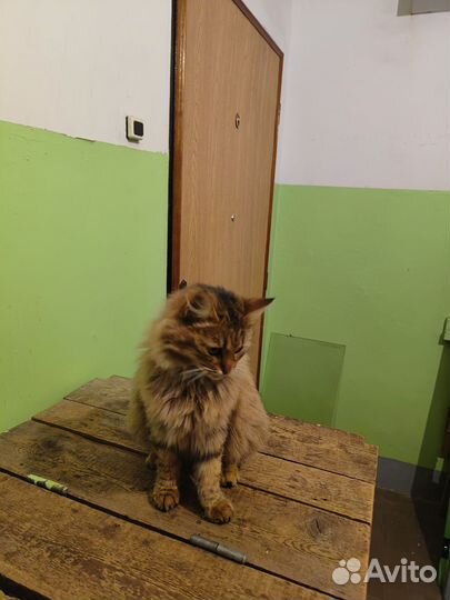 Котики в добрые руки