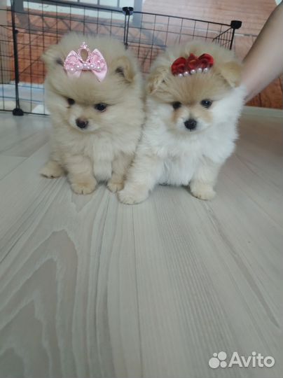 Померанский шпиц щенок