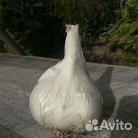 лук суворова - Купить растения 🌱 в Санкт-Петербурге: цветы, саженцы,рассада