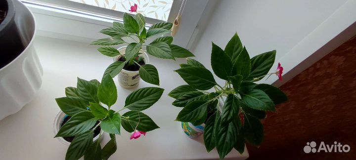 Продам укорененный черенок бальзамина