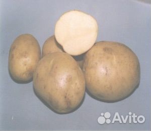 Продажа картофеля (семенной)