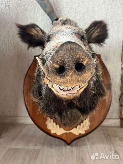 Чучело головы кабана