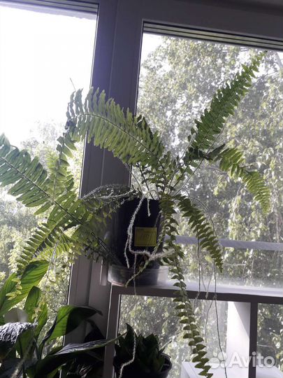 Спатифиллум ,драцена,кактусы разные