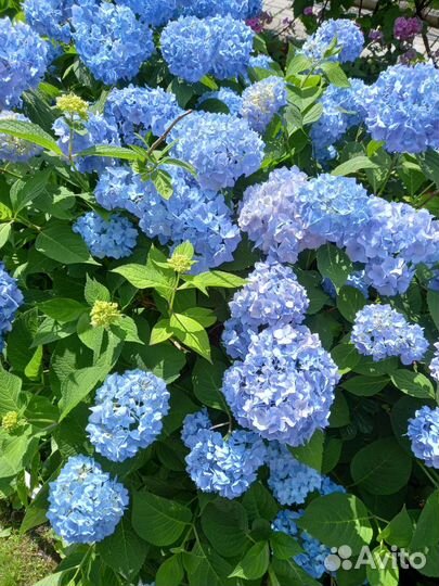 Гортензия крупнолистная