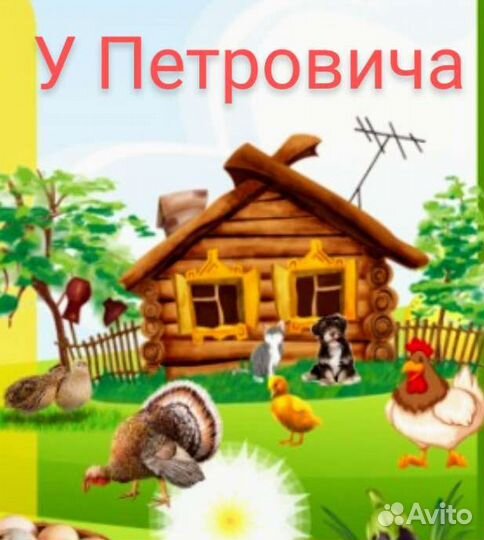 Инкубационное яйцо