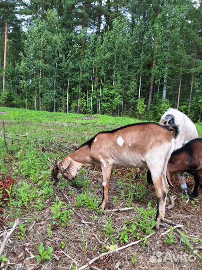 Козел англо-нубийский
