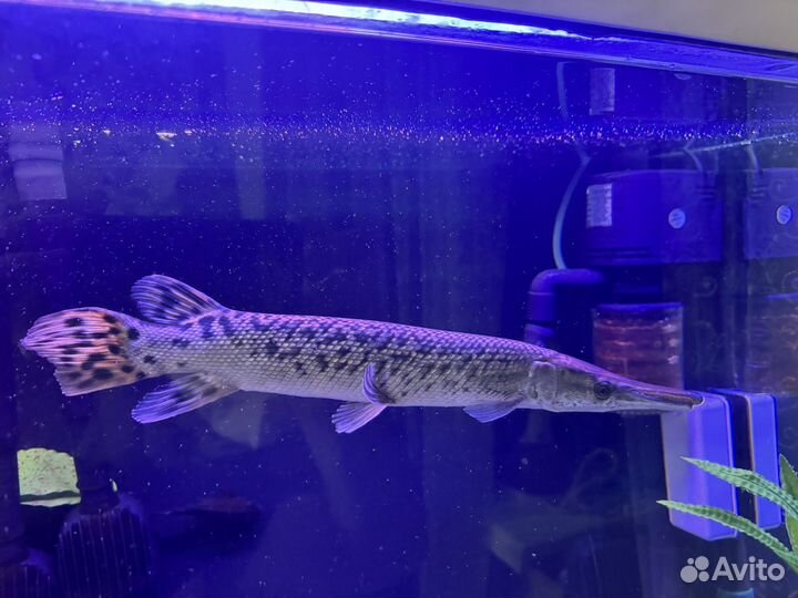 Щука панцирная