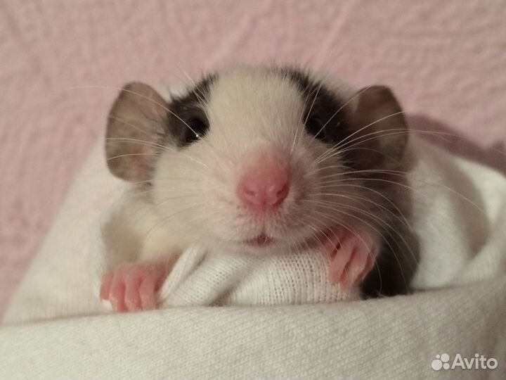 Крыса Дамбо