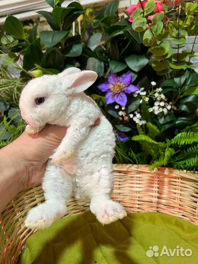 Мини карликовые кролики. Большой выбор
