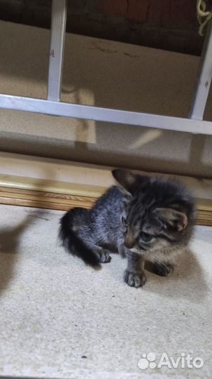 Котята всех расцветок