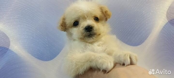 Мини собака