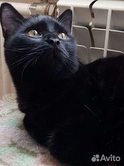 Британский котенок черный самец Симоня 7мес привит