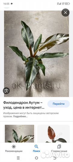 Филодендрон