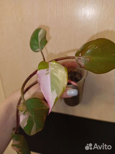 Филодендрон розовая принцесса