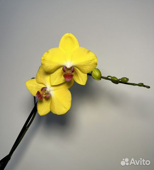 Орхидея фаленопсис