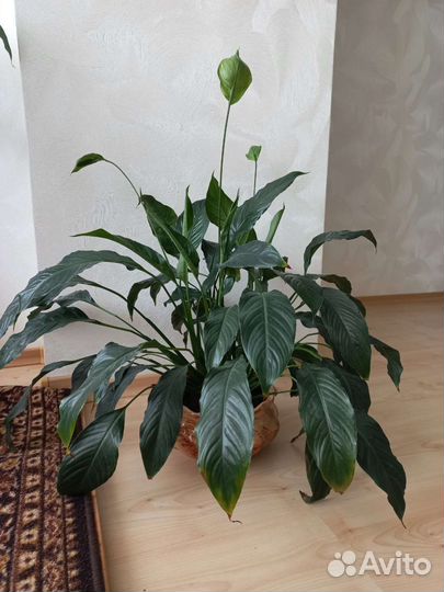 Спатифиллум