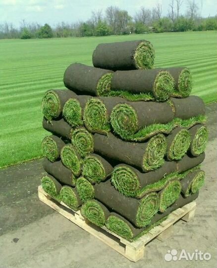 Рулонный газон