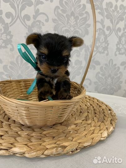 Йоркширский терьер