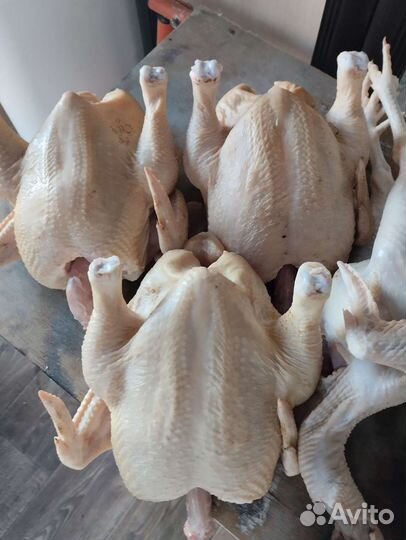 Мясо домашней курицы, цыплят