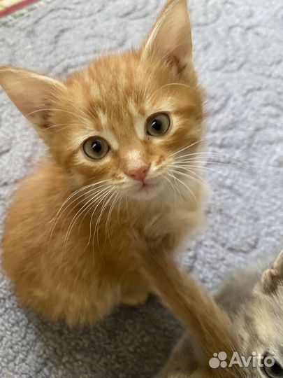 Коты в добрые руки