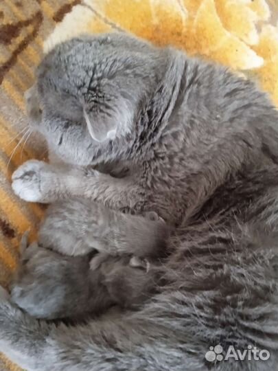 Продам банду,по три рубля штучка