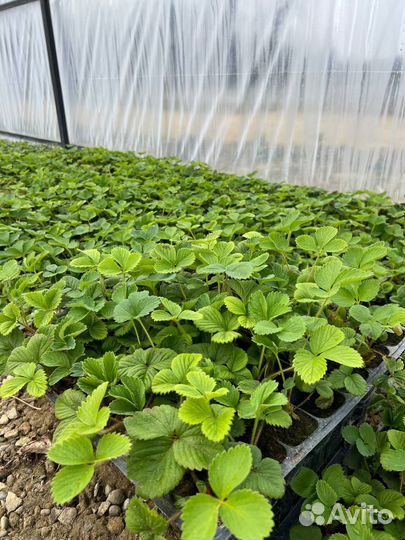 Саженцы клубники