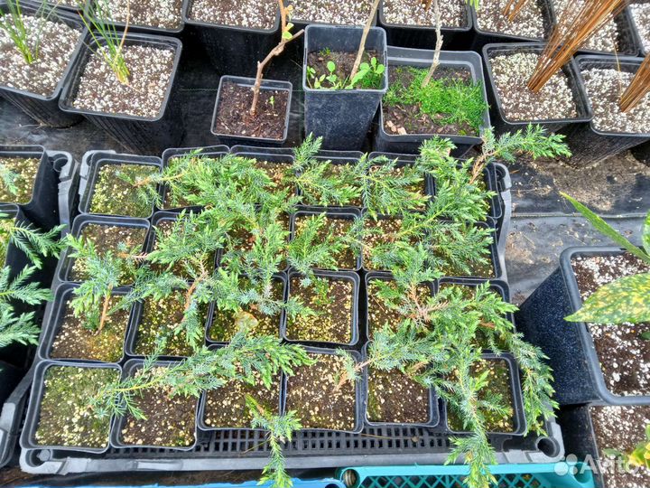 Можжевельник Blue carpet (Блю Карпет)