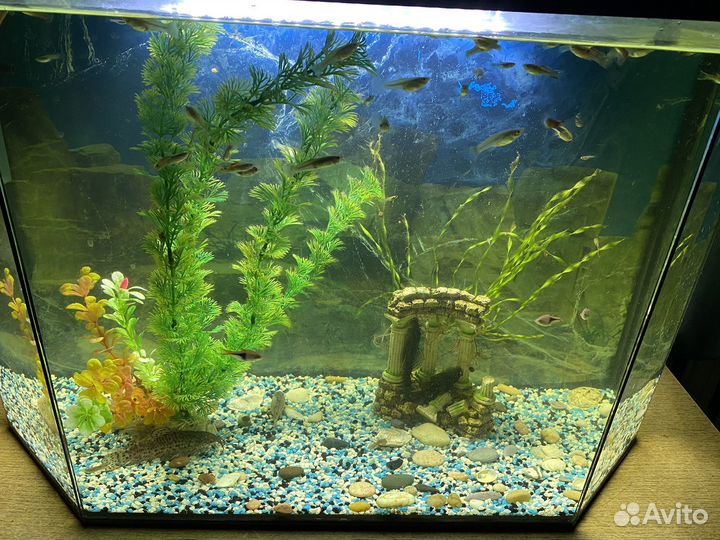 Аквариум 80 л с рыбками
