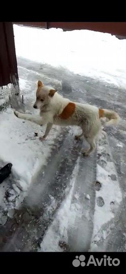 Собака в добрые руки