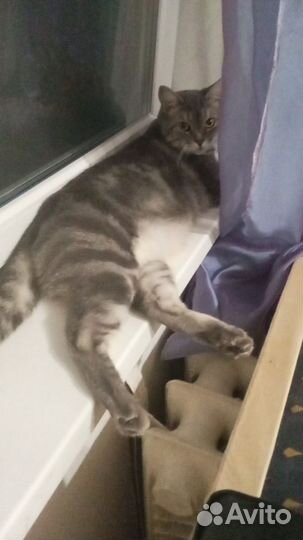 Кот
