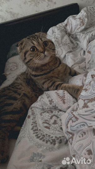Передержка собак и кошек