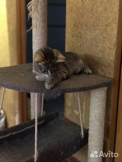 Котенок Рысенок