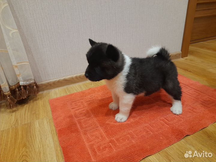 Продаются щенки Американской Акиты