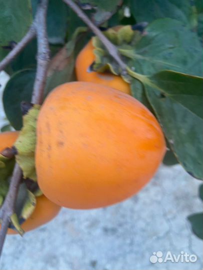 Хурма шишбурун