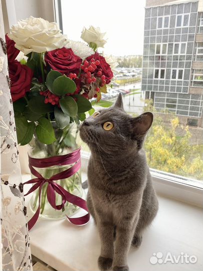 Британская кошка