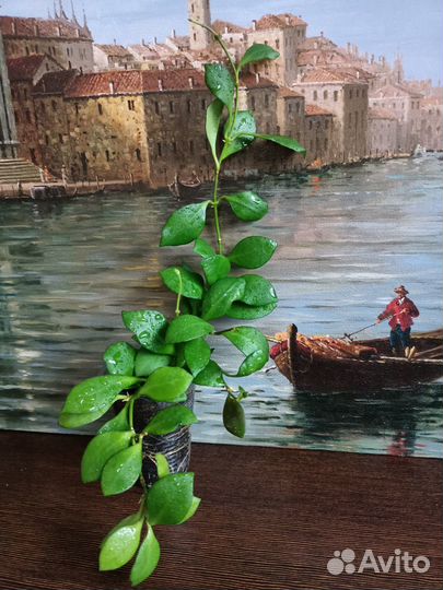 Хойи сортовые