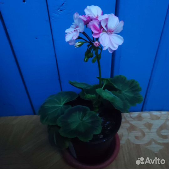 Герань пеларгония