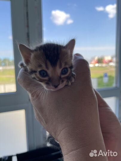 Продаются бенгальские котята
