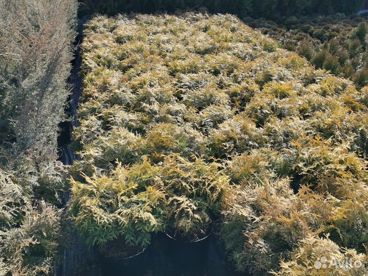 Туя голден глоб лимонник