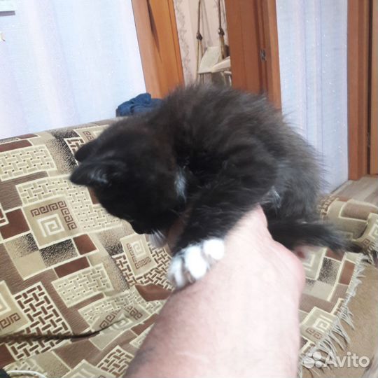 Домашние животные кошки