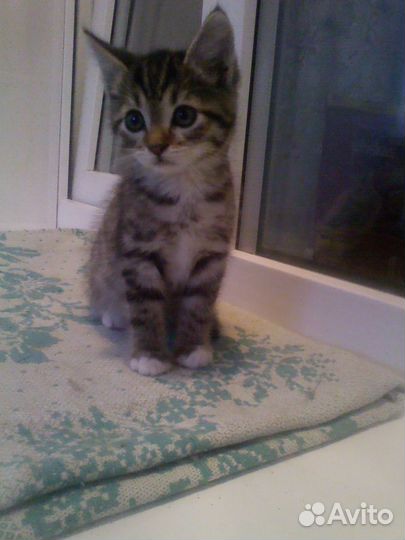 Самые красивые котята в дар